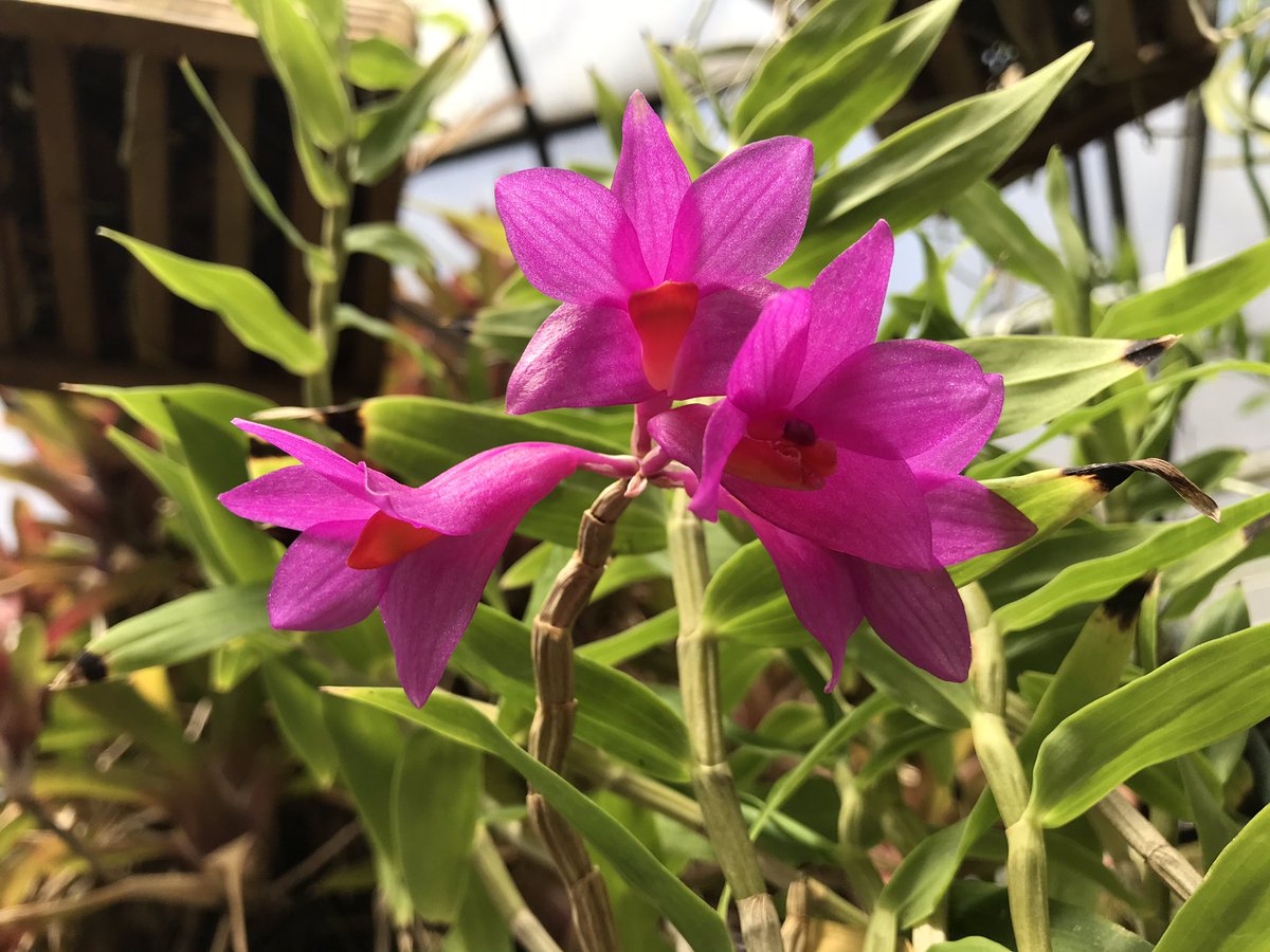 i_orchids's tweet photo. First blooming of my dendrobium glomeratum!!! #orchidcommunitychatter #iKillOrchids https://t.co/4hHNNQ0C3l