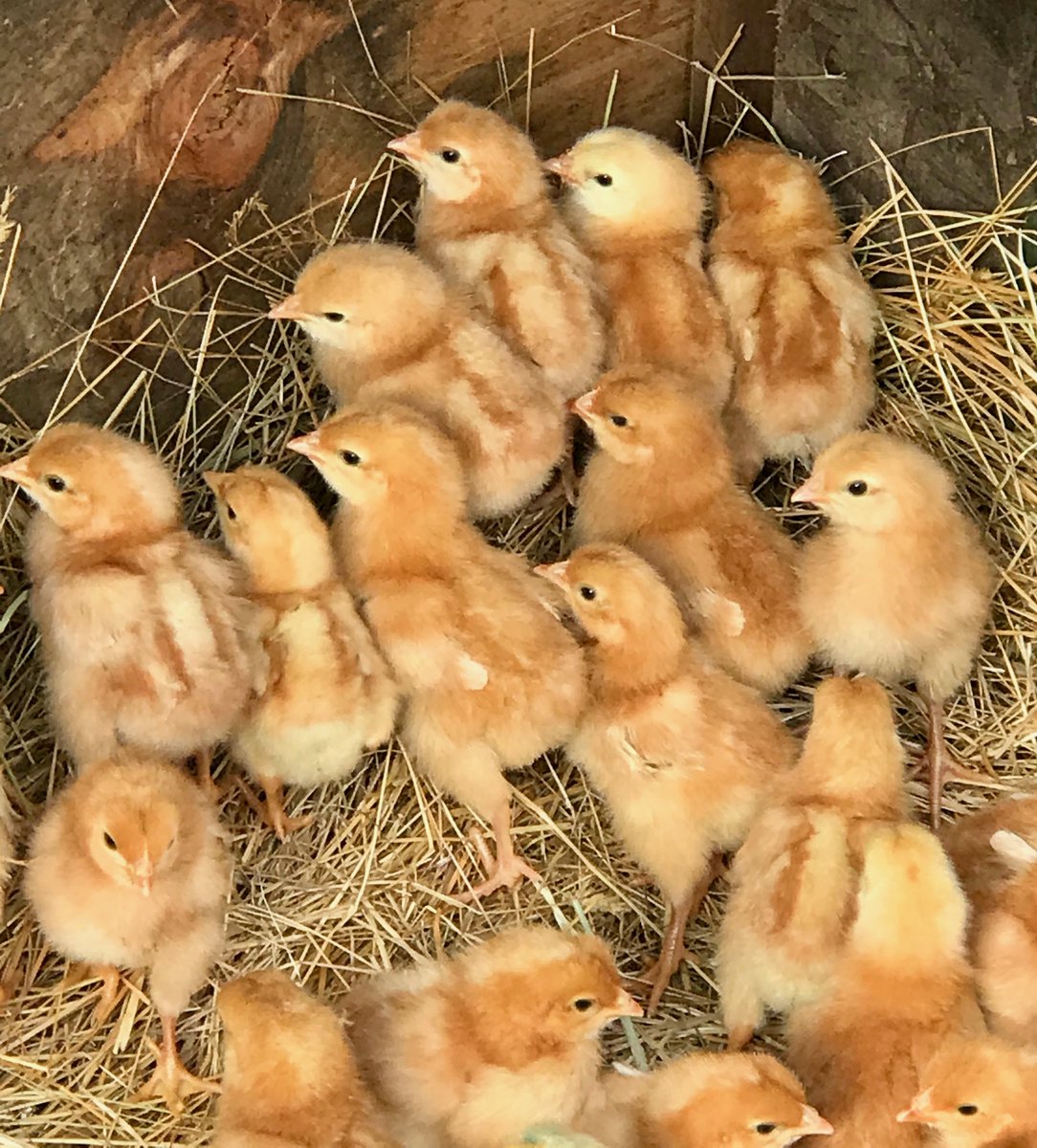 SVFarmsLLC's tweet photo. New additions to the farm. Lots of pastured eggs on the way. See us this summer @SheltonMarket, join our CSA, or order through our website https://t.co/RY63gSMZRT https://t.co/tkEaHUmZey