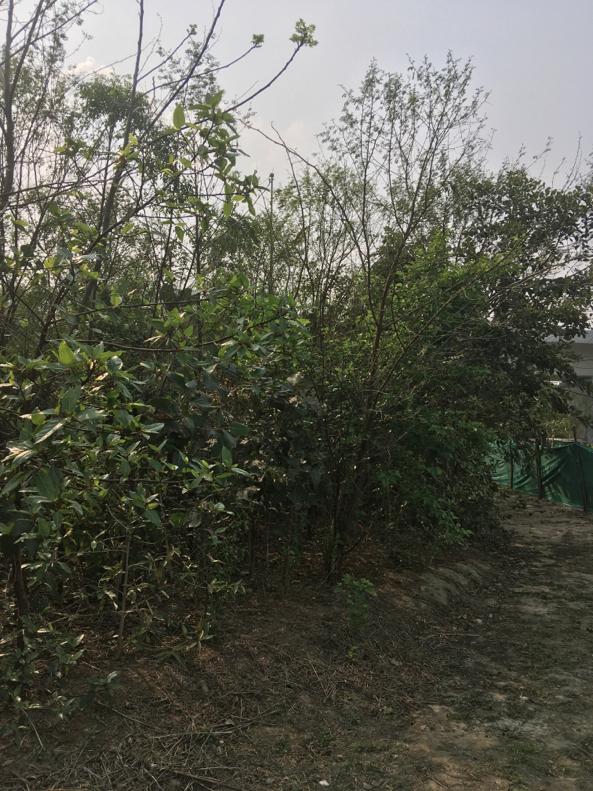 Natureourexist1's tweet photo. Visited Yamuna bank to understand the #Miyawaki method of farming done by #Afforest
#natureourexistence https://t.co/j6EYMvAjvK