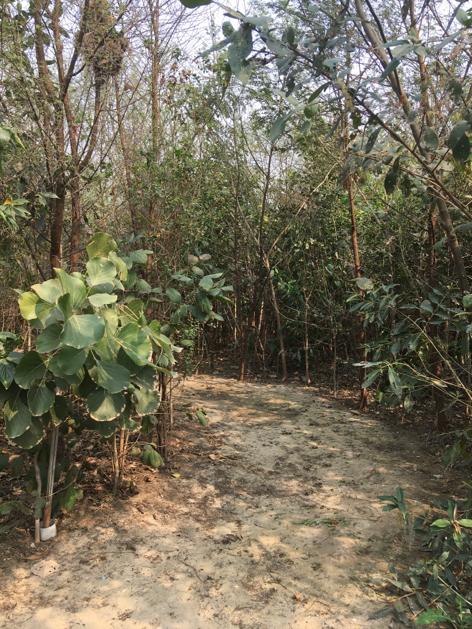 Natureourexist1's tweet photo. Visited Yamuna bank to understand the #Miyawaki method of farming done by #Afforest
#natureourexistence https://t.co/j6EYMvAjvK