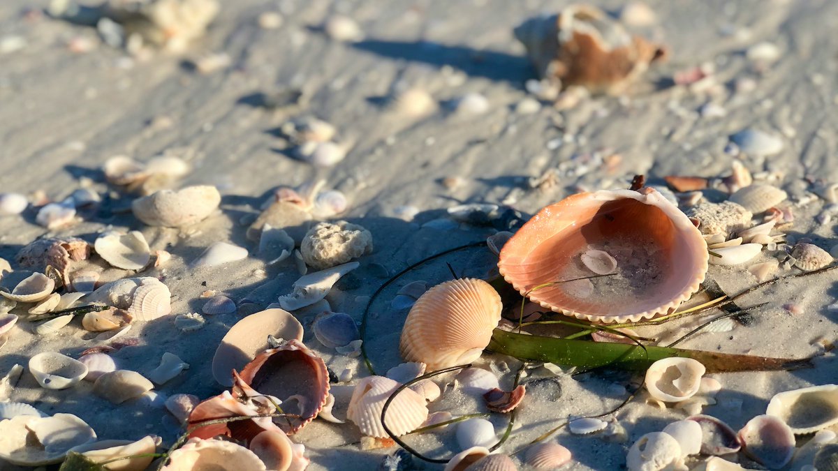 ZenGrrrl47's tweet photo. Fossil fuels are so 20th century. #Florida has abundant sunshine. It's idiotic that to allow offshore drilling instead of promoting good jobs & a healthy environment by investing & supporting affordable solar energy.
#SaveOurCoastlines #solarenergy #VoteBlue2020 https://t.co/uCmCJchimH