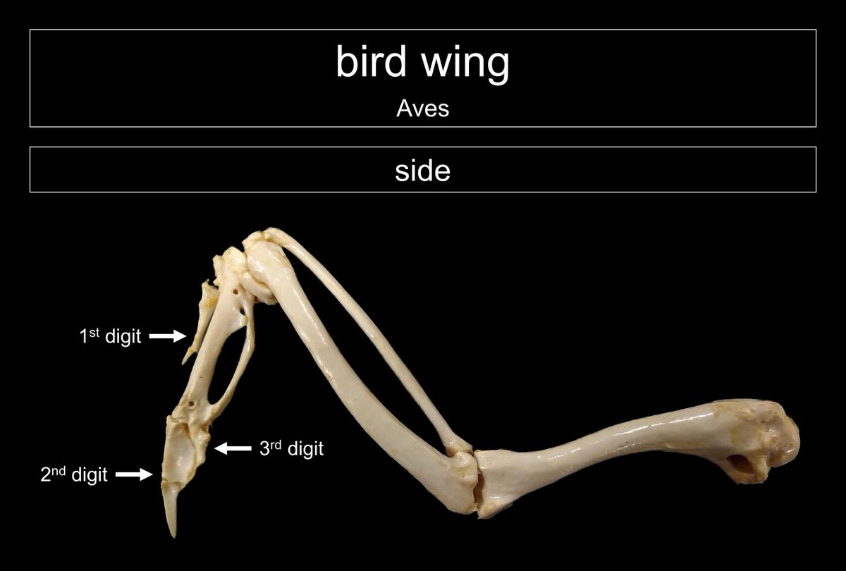 Bird Wing Anatomy Bones