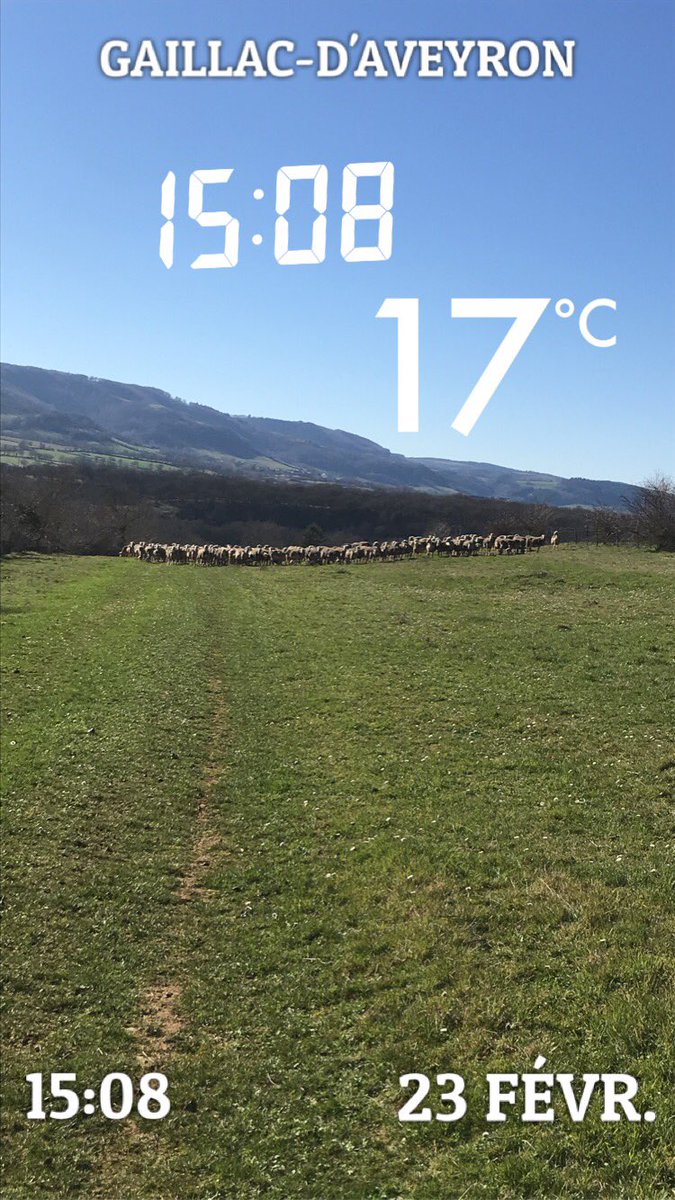 lacazecorinne1's tweet photo. Un peu trop chaud pour un mois de février mais impeccable pour la parure des brebis !! #lacaune #lepetitbasque https://t.co/gJxsbX7bcY