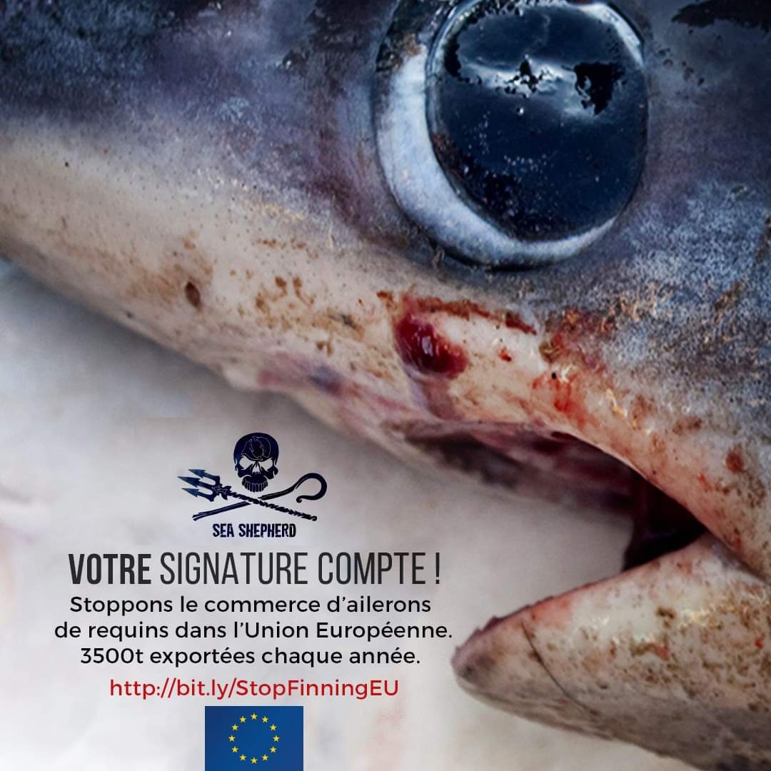 SeaShepherdFran's tweet photo. Aidez-nous à faire entendre leur voix.
L’UE est une des plus importantes zones de transit pour le commerce mondial des ailerons.

A peine 12 000 signatures pour les requins, ils méritent bien plus ! 

 Signez et partagez massivement SVP.

 La pétition 👉
https://t.co/9NeDnGorNF https://t.co/ThUdyODtrl
