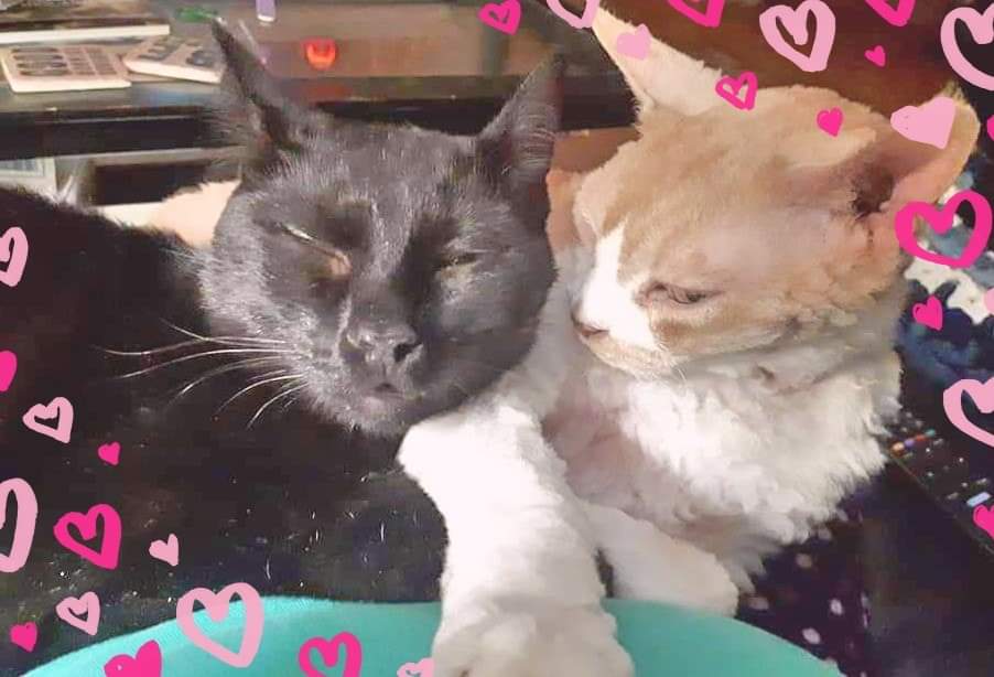 art4animalscnd's tweet photo. Nermal has no concept of personal space as she has been cuddling since she can remember. She has only ever known love and she returns love tenfold.
#fostersister #LdnOnt #cats #adopt #theygrowupsoquick #AdoptDontShop #supportlocal #blackisbeautiful #cuddle #love #CutenessOverload https://t.co/IBYbQndbU7