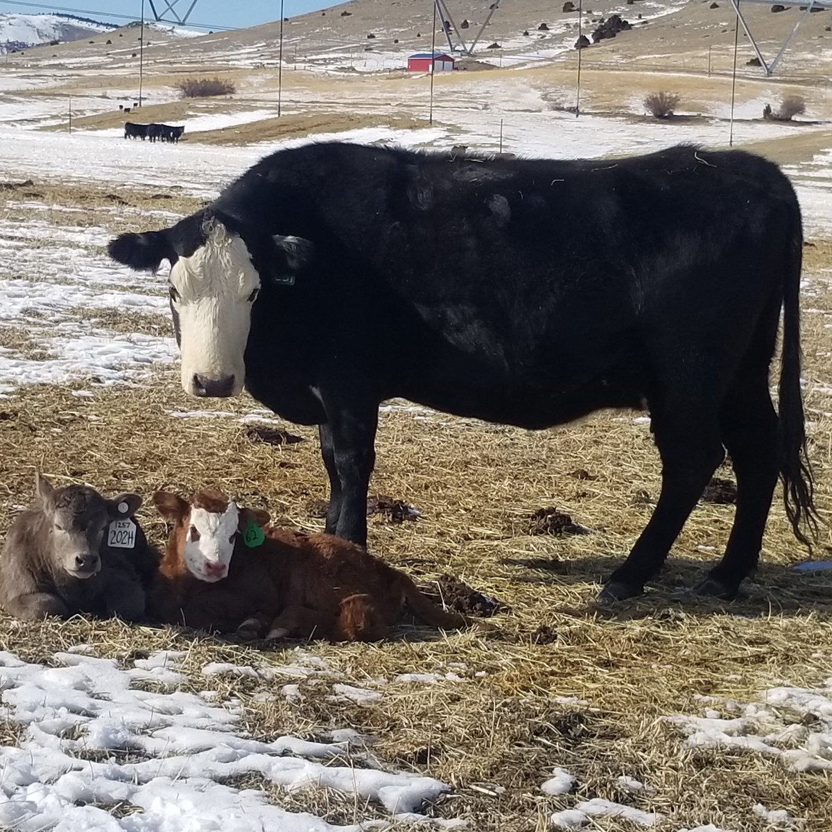 CatalystCattle's tweet photo. Variety is the spice of life..

#catalystcattle #Montana #thisranchlife #murraygrey #murraygreyinternational #calvingseason #cows #calves #varietyisthespiceoflife https://t.co/GMdcTD68u9