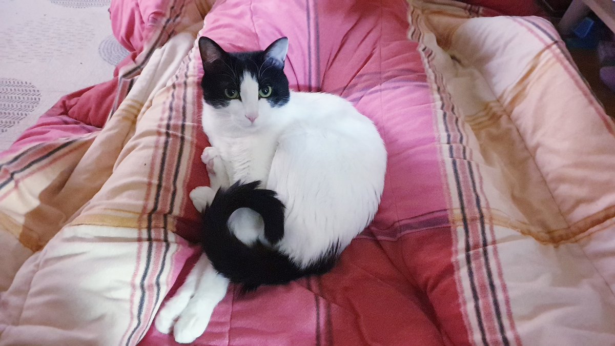 어떤 고양이는...왜 그럴까요?