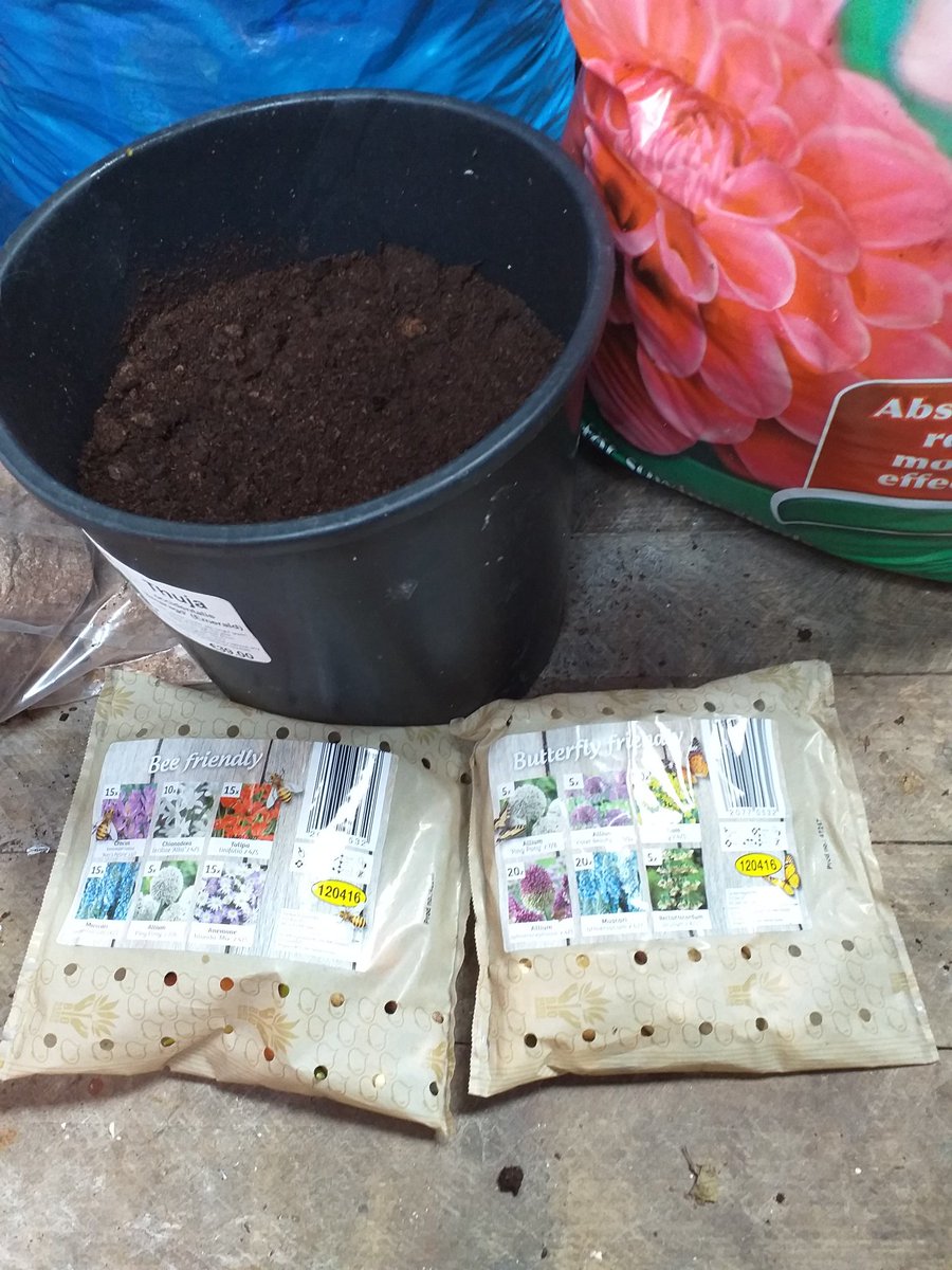 CelesteMcCreesh's tweet photo. Took advantage of the blue skies this afternoon to get some pots potted up with #beefriendly & #butterflyfriendly bulbs from @lidl_ireland. I never got arond to potting them last year so fingers crossed they'll come on as they were starting to sprout in the bags 🐝🦋🐝 #Spring https://t.co/EqVsaV946H