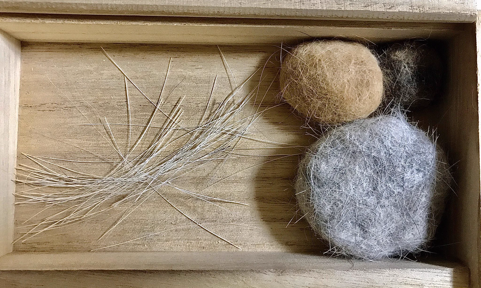 @kedamafarm 我が家でも4匹のにゃんずのヒゲを拾い集めてます( ੭´꒳`ᑦ ) 