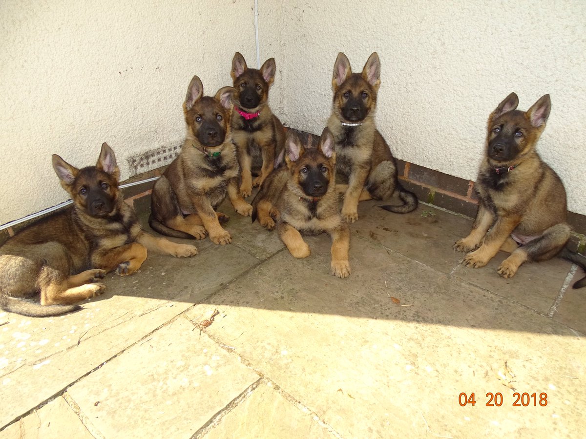 DC_PoliceDogs's tweet photo. Happy birthday to the E litter 2 today. https://t.co/7Vn2ZGFsC9