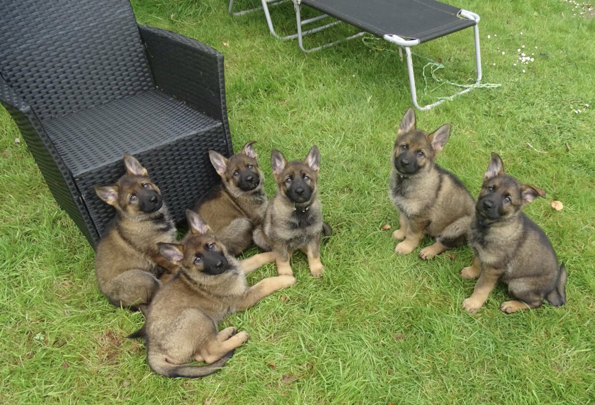 DC_PoliceDogs's tweet photo. Happy birthday to the E litter 2 today. https://t.co/7Vn2ZGFsC9