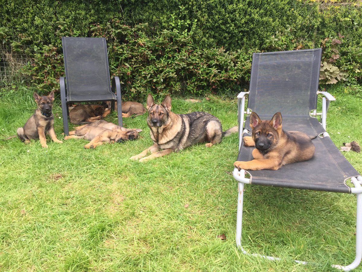 DC_PoliceDogs's tweet photo. Happy birthday to the E litter 2 today. https://t.co/7Vn2ZGFsC9