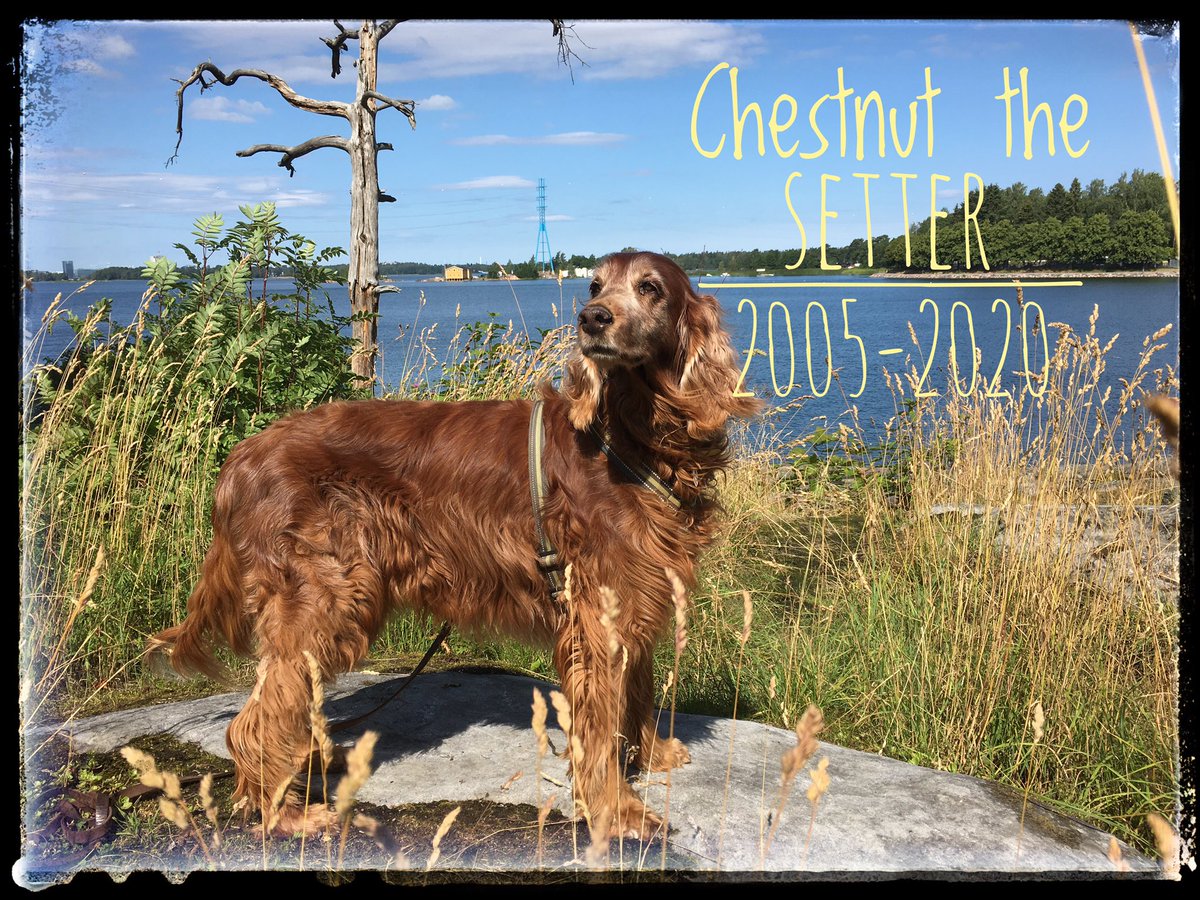 ChestnutWarrior's tweet photo. Chezzmum here. Friends I have sad news. Our beloved Chestnut has gone to The Rainbow Bridge after a short illness. This is all very painful. But most of all I am grateful for our time together 😢❤️ I may need a while to grieve in private but will read all your comments. Love, M. https://t.co/KY2McNfsxk