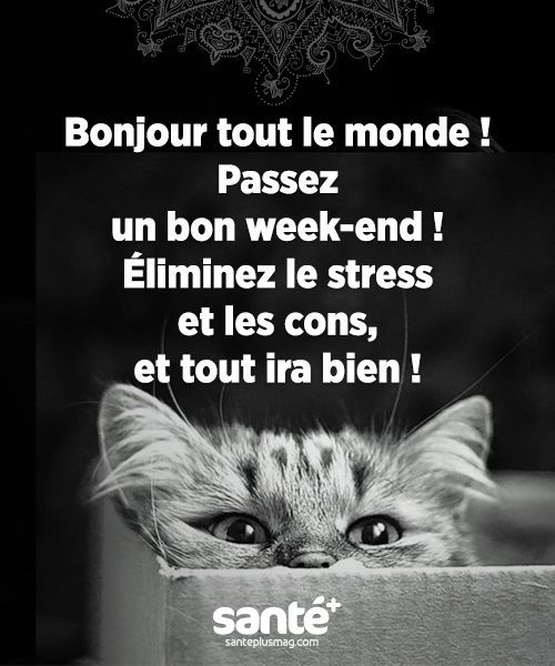 Citation Amitié Animaux