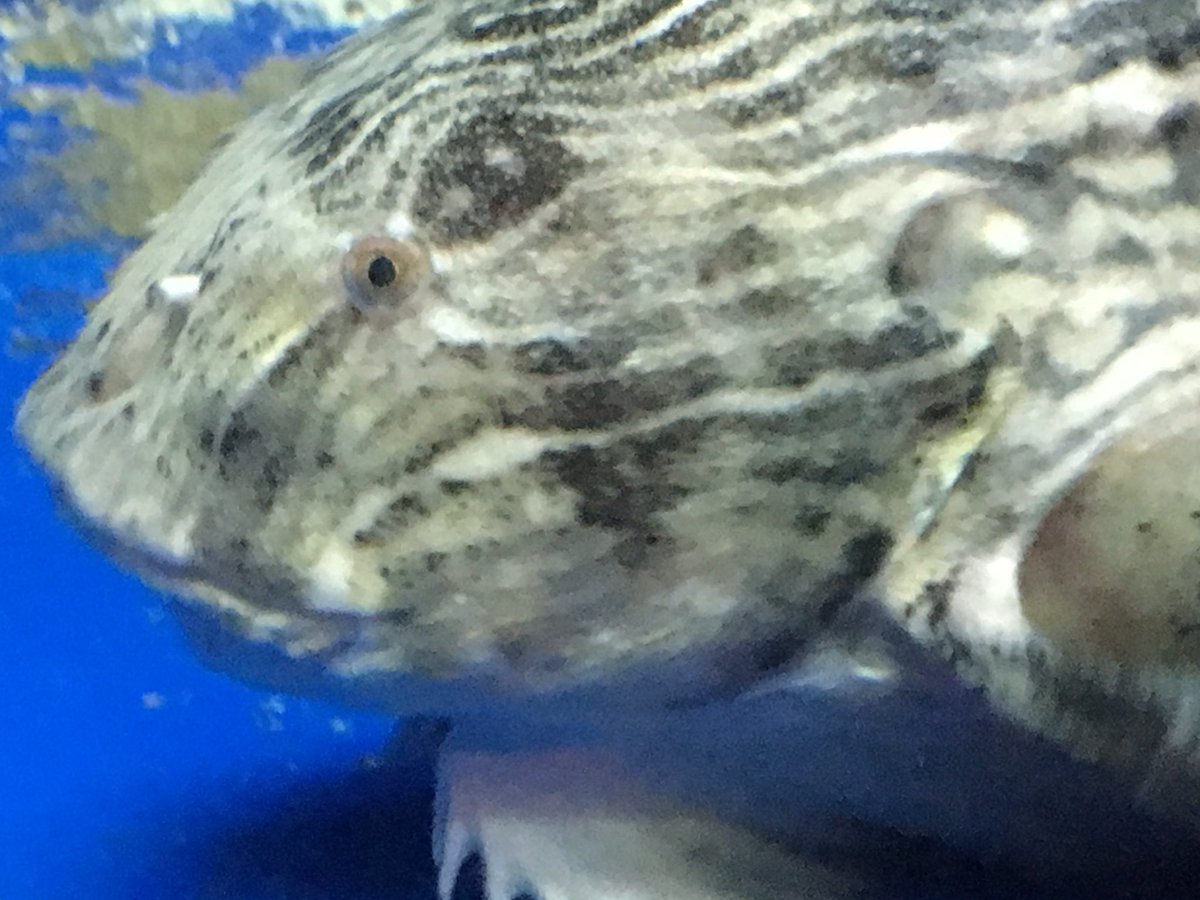 ザ 鉄腕 Dash で クサウオ が話題に トレンドアットtv