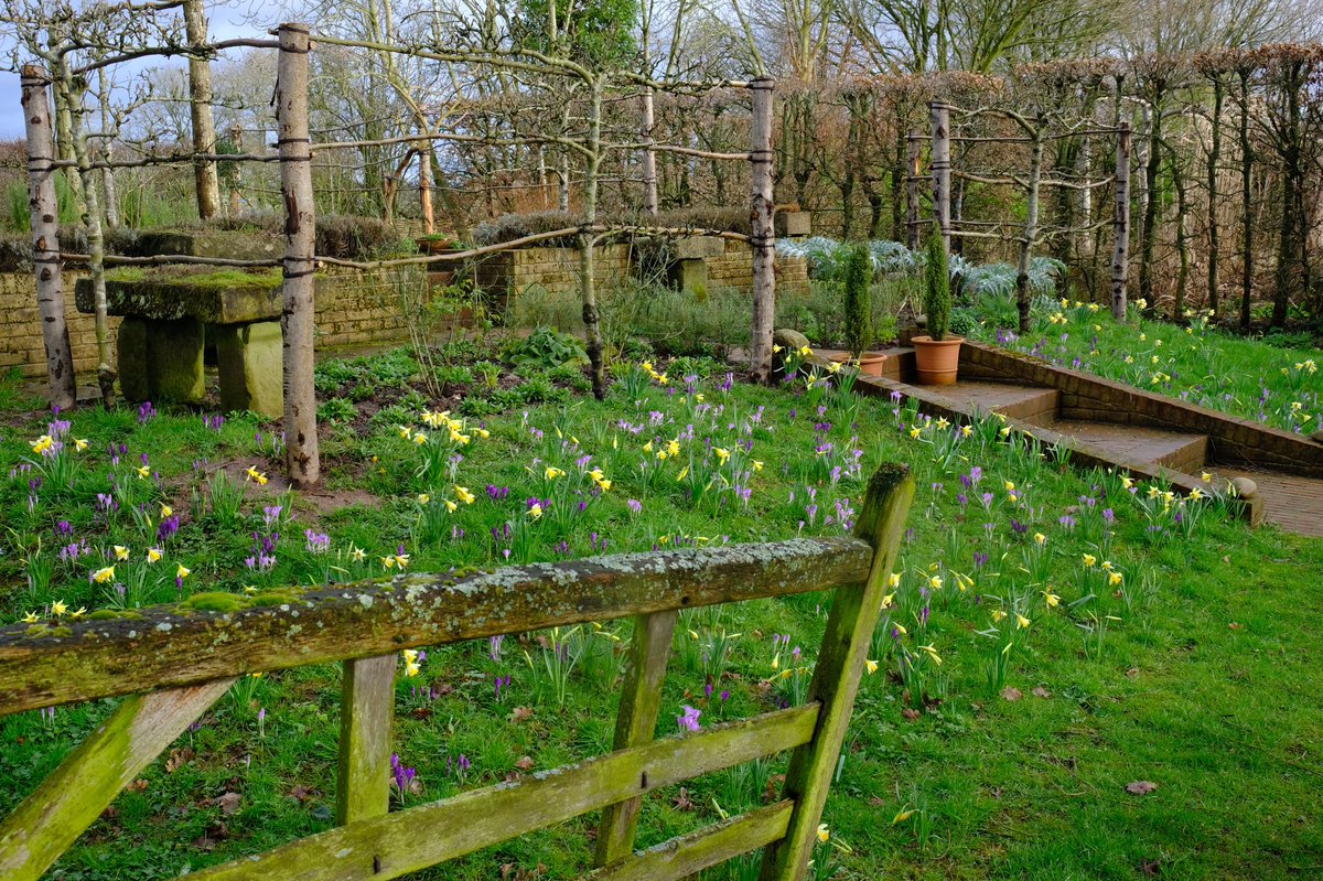 TheMontyDon's tweet photo. Wild narcissi &amp; crocus on the mound https://t.co/BK9baY7FhT