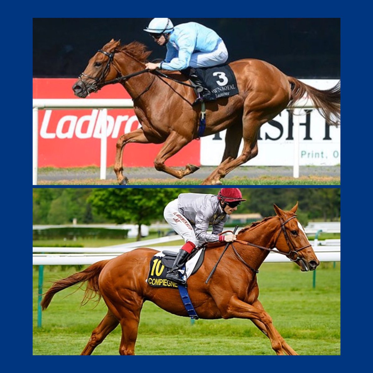 starbloodstock's tweet photo. Blossom spotted on the trees today #springiscoming not long till one of my favourite times of the year #breezeupseason 

A couple of our exciting grads below Lady Penelope &amp; Duhail, both rated over 100 and placed in stakes races last year... @infoarqana @brzups 

#breezeups 🚀🎩 https://t.co/PUMSg6Cbh3