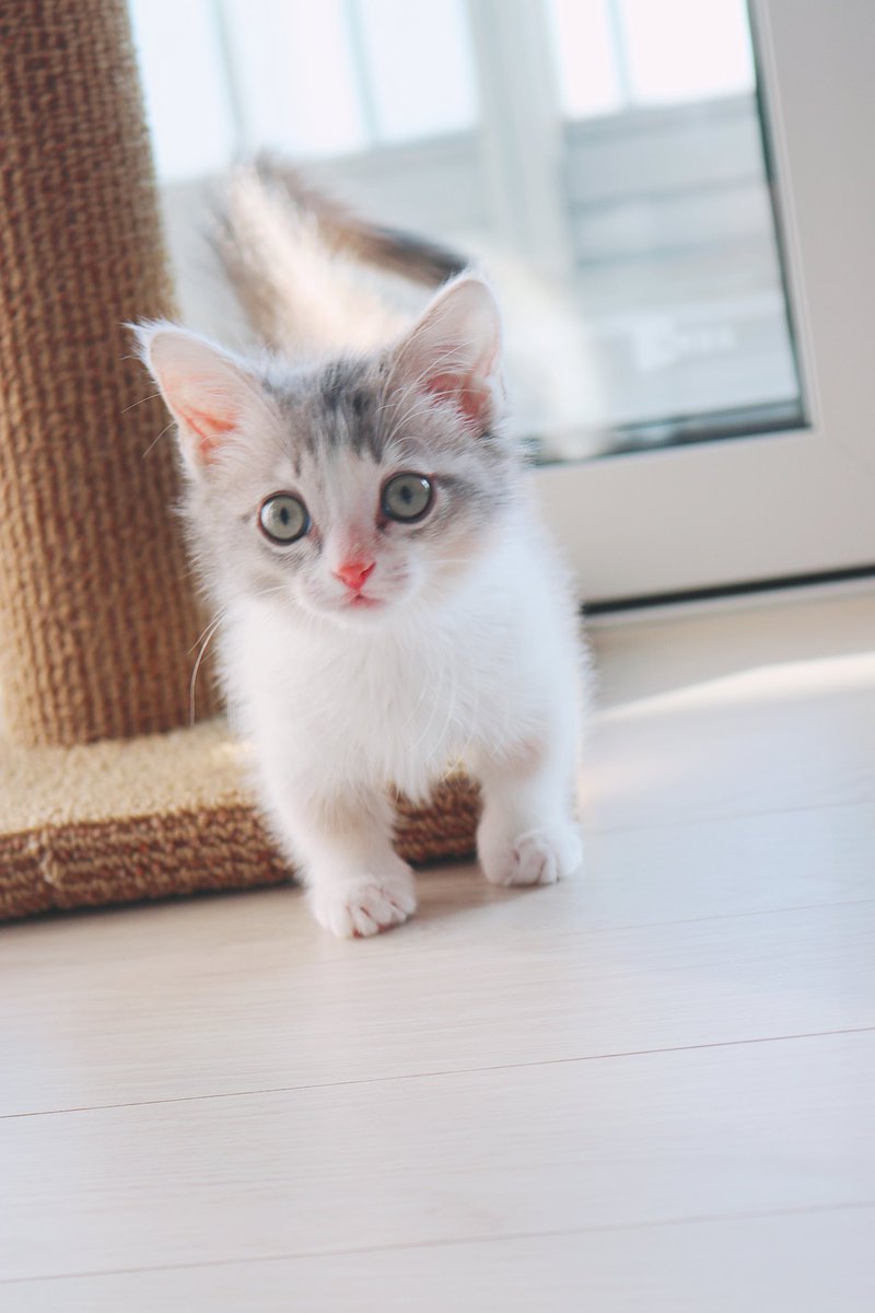 <속보> 아기고영 치치 스크래처 쥐돌이는 못잡았지만 위풍당당하게 걸어와...