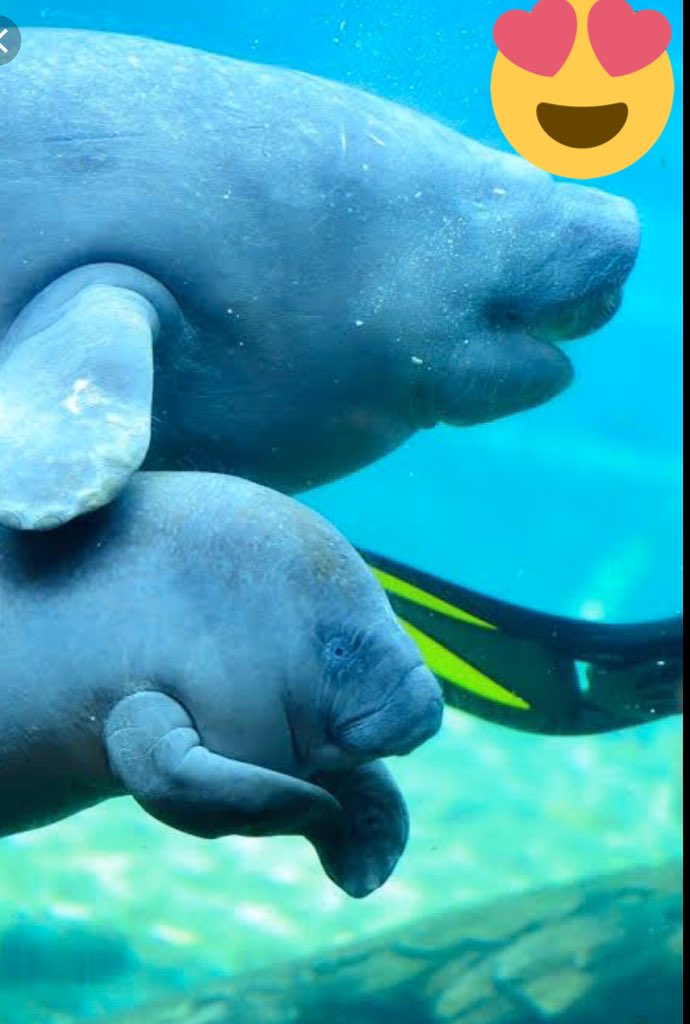 sharon_ikeazor's tweet photo. We must gather widespread support &amp; develop a specific conservation strategy for manatees in Nigeria....@Seasaver @WCS_Nigeria @ncfnigeria https://t.co/Jg2KTDY09w