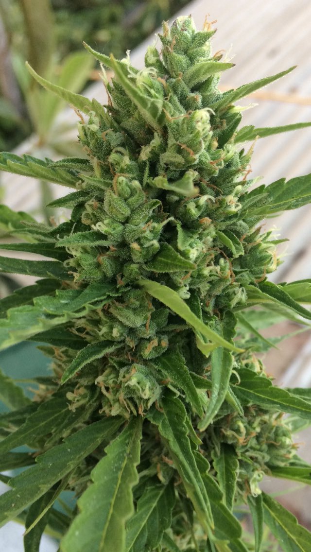 Sebaccf's tweet photo. #AutoNightQueen 
@DutchPassion_ 
👌🍁💨💚🇨🇱☀️🚀 https://t.co/EN5XYIBzCN