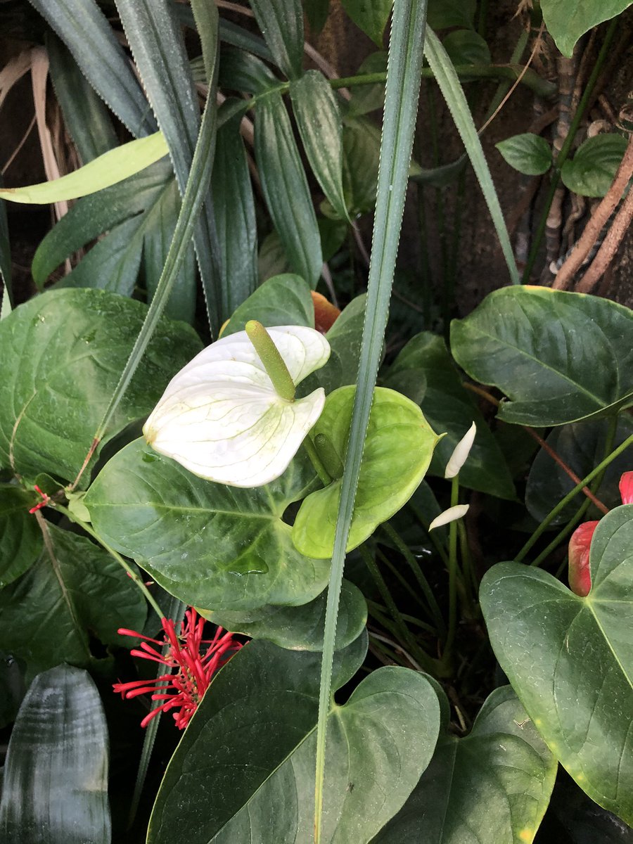 ゆう Aqua アヌビアスナナはサトイモ科で サトイモ科の花はみんなこんな感じ アンスリウムが有名かな そう思ったら水中で同じ原型で咲くって素敵だなって改めて思った アクアリウム