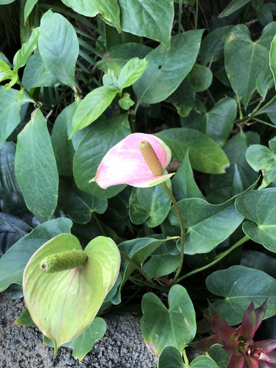 ゆう Aqua アヌビアスナナはサトイモ科で サトイモ科の花はみんなこんな感じ アンスリウムが有名かな そう思ったら水中で同じ原型で咲くって素敵だなって改めて思った アクアリウム