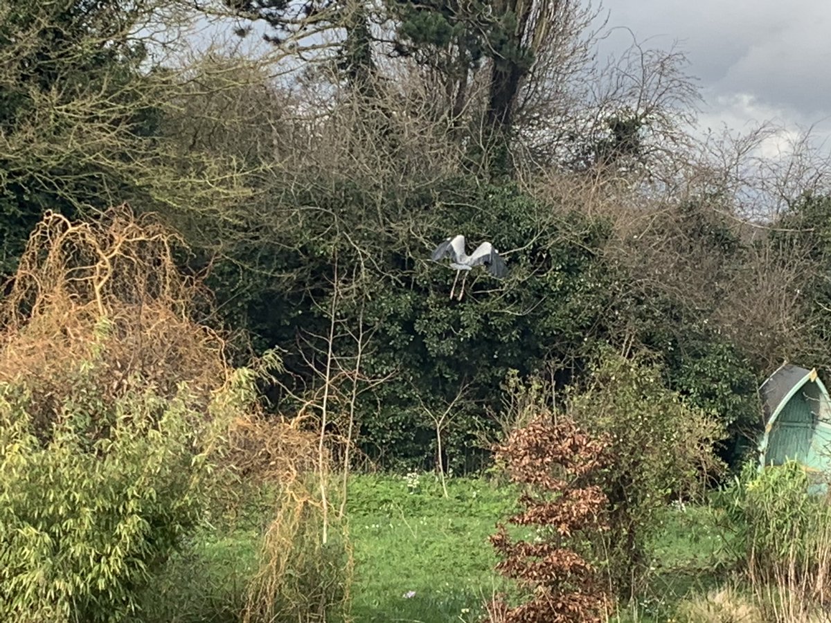 papaver's tweet photo. When you look out of the window and a stork is just flying away from the pond https://t.co/ivMntm8Fg3