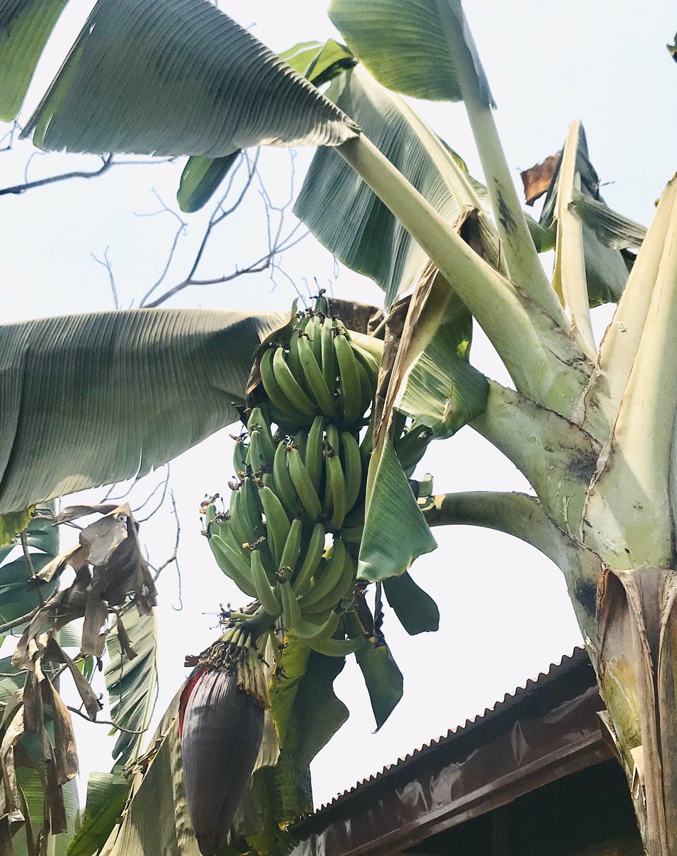 Bon ,comme j’ai dit il y’a quelques mois le plantain se porte bien et la banane  aussi. Tellement heureux malgré quelques pertes La terre ne ment pas, il faut juste de la volonté.  #PikoloTheFarmer #Agripreneur  #LaTerreNeMentPas 