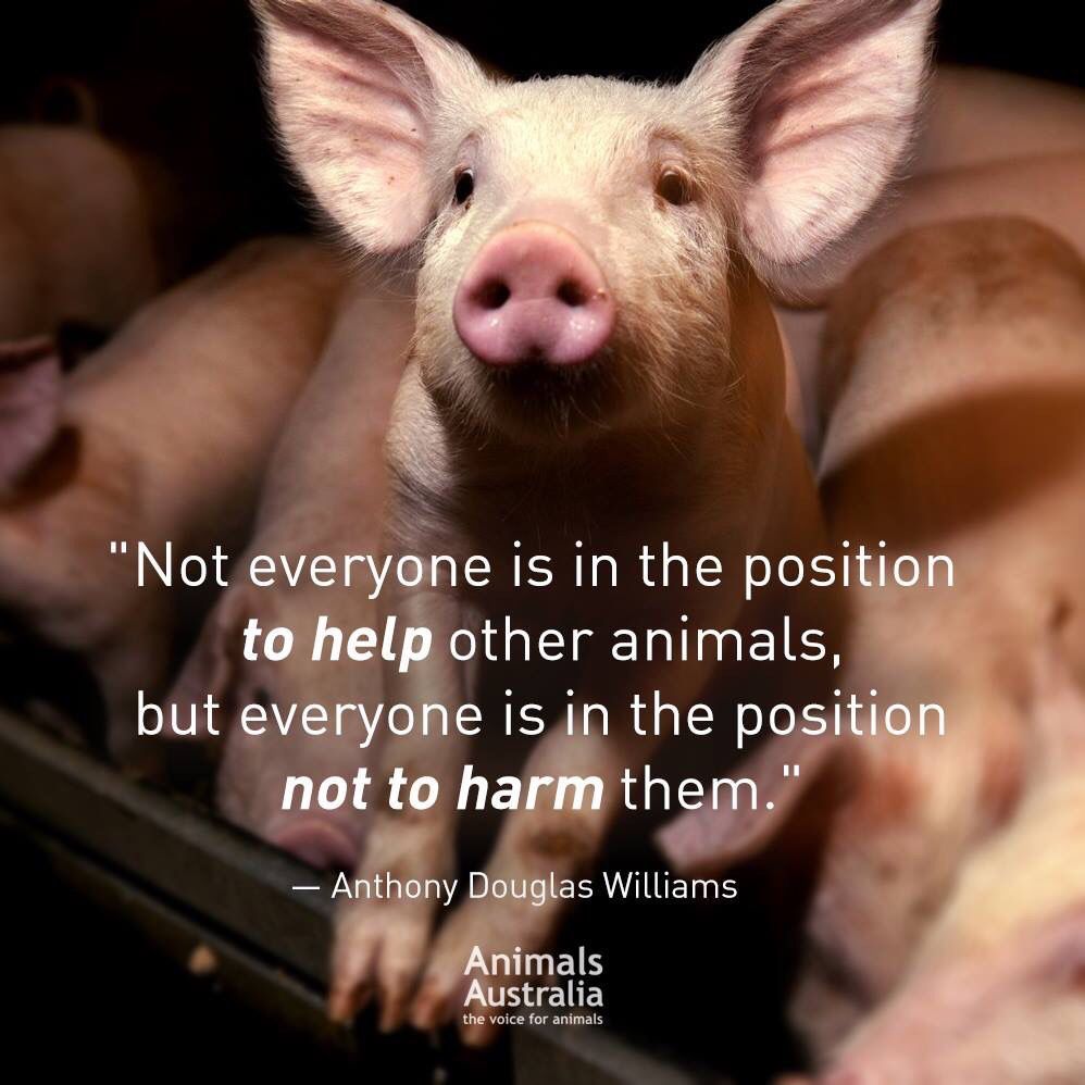 KineticKash's tweet photo. #Vegan #FriendsNotFood #VeganForTheAnimals #CutePig #VeganPig #EatPussyNotPigs #EatPussyNotPork #PigsAsPets #PigLove #AnimalRights #GoVegan #VeganFollow #VeganFollowBack https://t.co/Et2QG6Dc3R