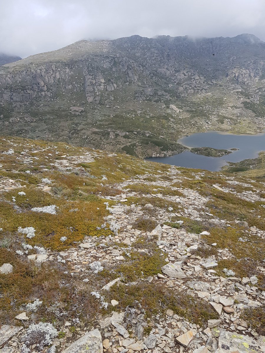 AlpineEcologist's tweet photo. Day 5 of #fieldwork was one for the scrapbook. We covered 23.34 km as we set 40 invertebrate #pitfalltraps and surveyed another #snowpatch to assess the effect of #climatechange in Australia's highest and most diverse #alpine area.
#7daysoffieldwork @Griffith_ENV #scicomm https://t.co/gJIl4qXFXN