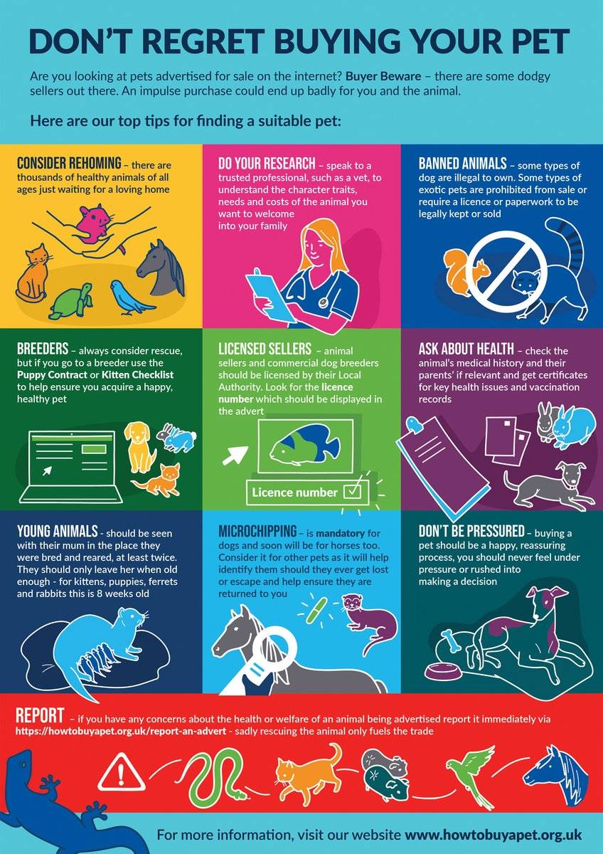 BritishVets's tweet photo. A pet should never be bought on impulse, and especially so via online adverts. As a member of the Pet Advertising Advisory Group #PAAG, we're proud to support this #HowToBuyAPet checklist to ensure you get a healthy, happy pet from a responsible source https://t.co/yRVgeXtrYM https://t.co/cR4zlmWLyY