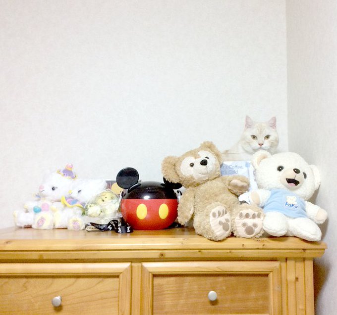 #かくれねこ選手権 