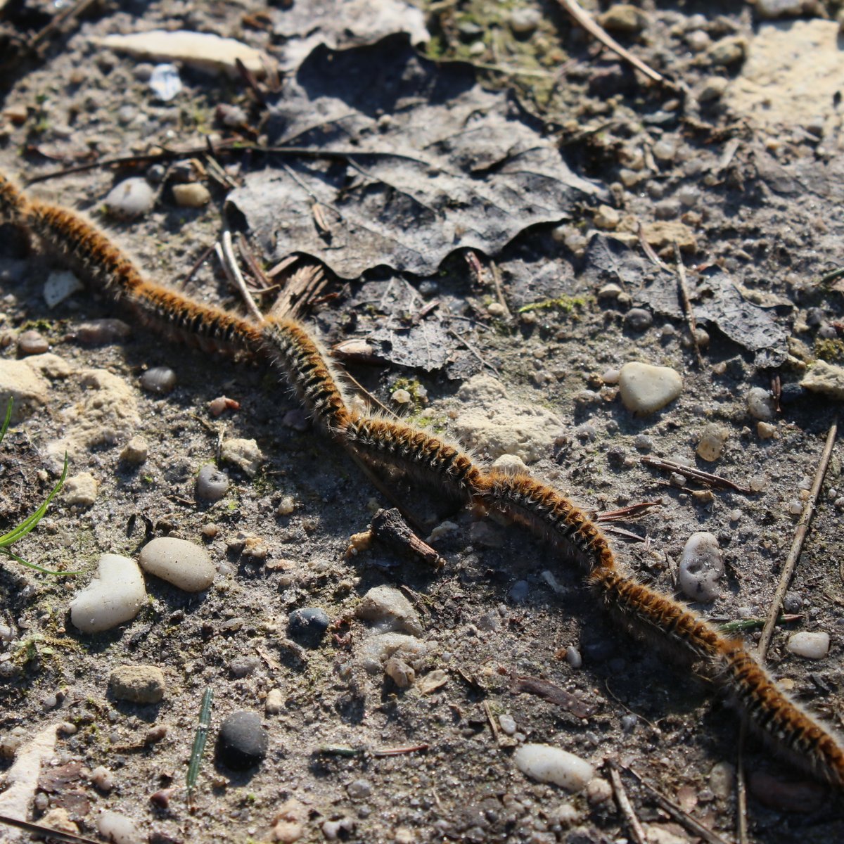 VilledeLormont's tweet image. Les #chenillesprocessionnaires sont déjà là ! Très urticantes, elles peuvent provoquer de graves allergies chez l'Homme et l'animal. Toutes les infos pour les éliminer sans risques par ici 👉 chenilles-processionnaires.fr #Lormont #chenilles #risques #prévention