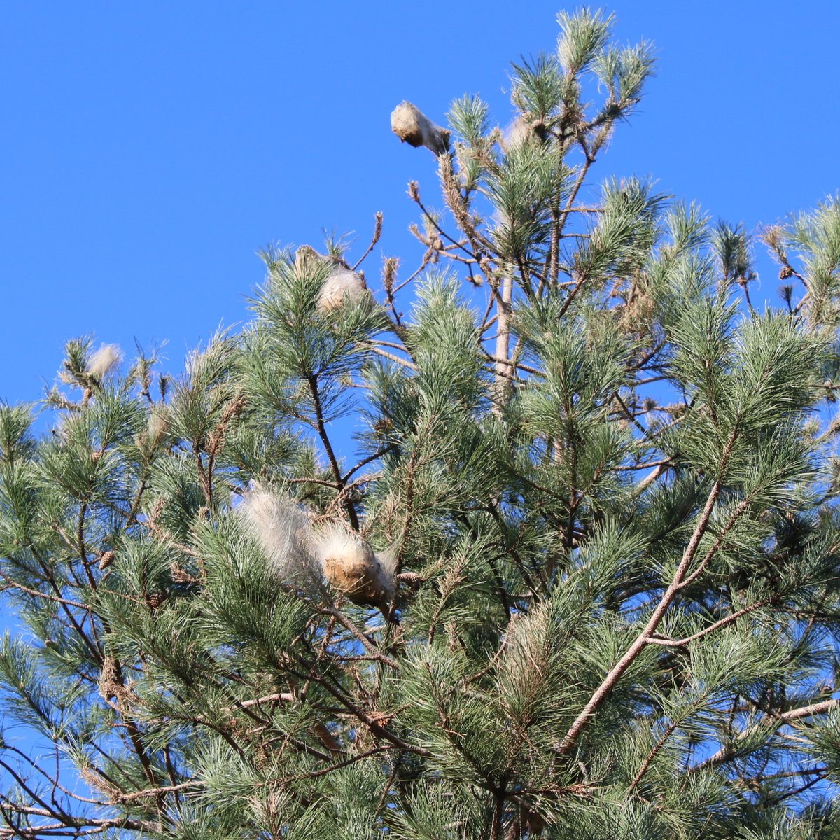 VilledeLormont's tweet image. Les #chenillesprocessionnaires sont déjà là ! Très urticantes, elles peuvent provoquer de graves allergies chez l'Homme et l'animal. Toutes les infos pour les éliminer sans risques par ici 👉 chenilles-processionnaires.fr #Lormont #chenilles #risques #prévention