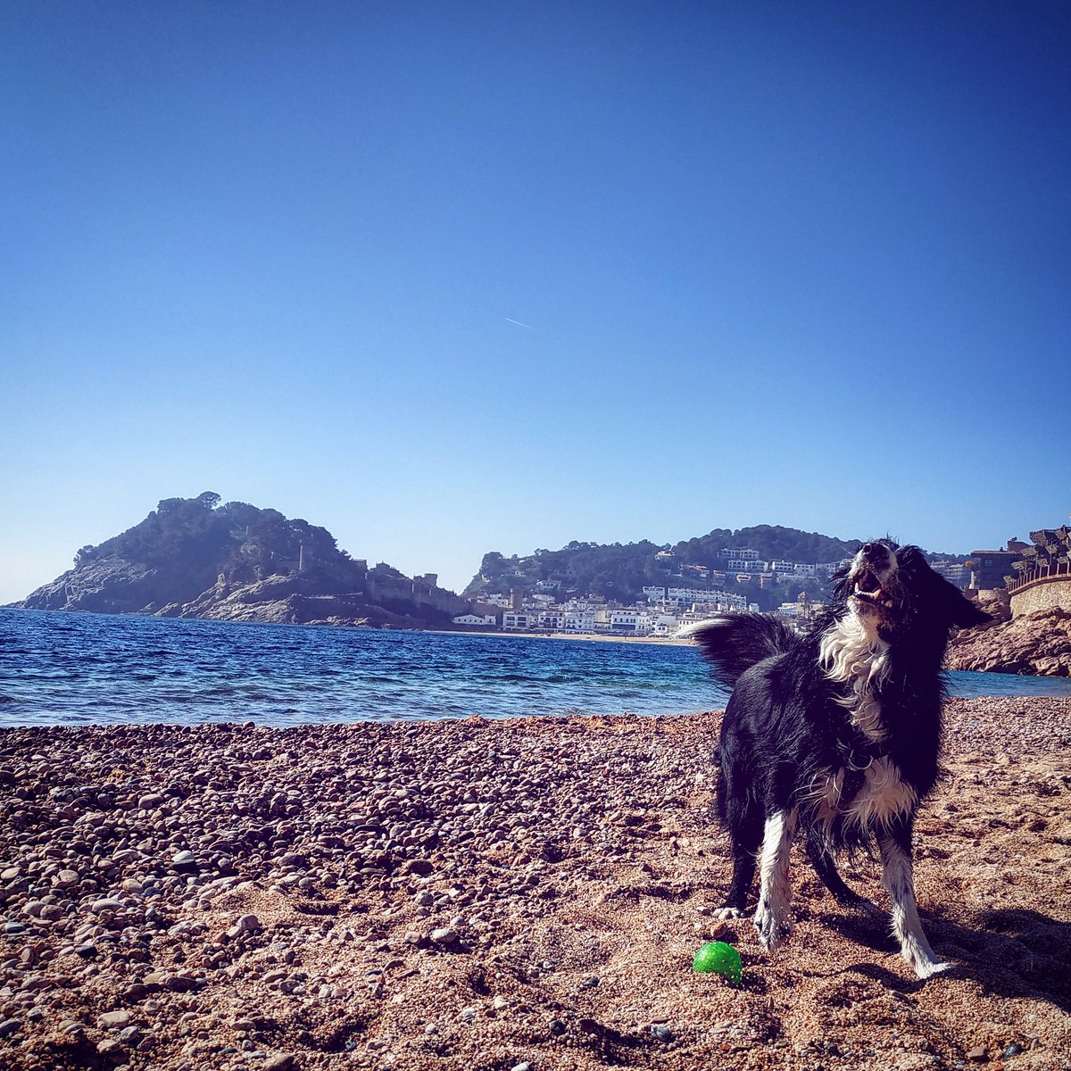 QuimRuizZorita's tweet photo. Relax in Tossa de Mar 
#postcarnaval #costabrava #aritzthebordiecollie
#thefamily https://t.co/2W51U9RezF