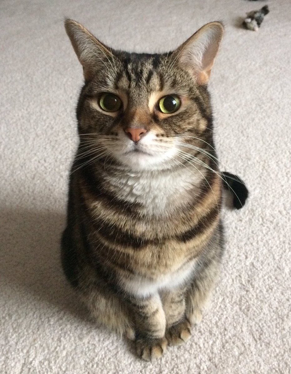 QueenSmokeyJoe1's tweet photo. The look you give your human when you’re waiting patiently for them to do the right thing - feed you. #CatsOfTwitter #CatsOnTwitter #cats #TabbyTroop https://t.co/Wu7zQI3f1A