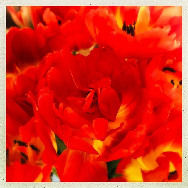 Glorious tulips. Such a fabulous burst of colour. 🌷❤️🧡💛
.
.
.
#tulips #colour #loftuslens #hipstamatic #hipstamagic #floral #colourfulflorals #sundayvibes #flowersinmykitchen #myhappyviews #nothingisordinary #orangeismyfavourite ift.tt/2VgTTeU