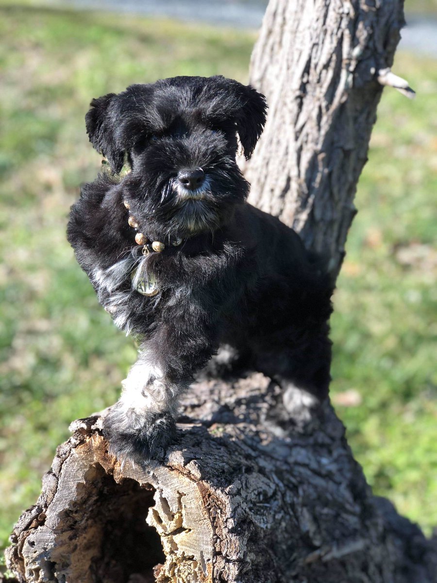 FarmsPaws's tweet photo. Black and silver male #puppiesofinstagram #puppy #puppylife  #schnauzer #SchnauzerGang #MiniatureSchnauzer #minischnauzer #DogsofTwitter #Dog #puppylove https://t.co/6V747pNOS1