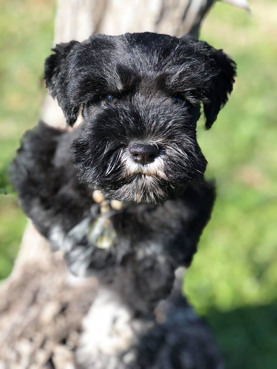 FarmsPaws's tweet photo. Black and silver male #puppiesofinstagram #puppy #puppylife  #schnauzer #SchnauzerGang #MiniatureSchnauzer #minischnauzer #DogsofTwitter #Dog #puppylove https://t.co/6V747pNOS1