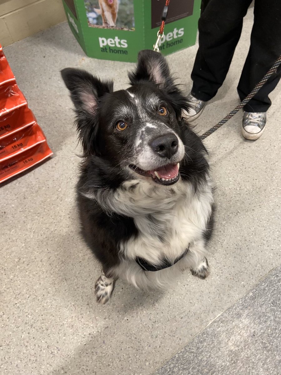 Pets at Home Hamilton 🐾 (PAHHamilton) Twitter