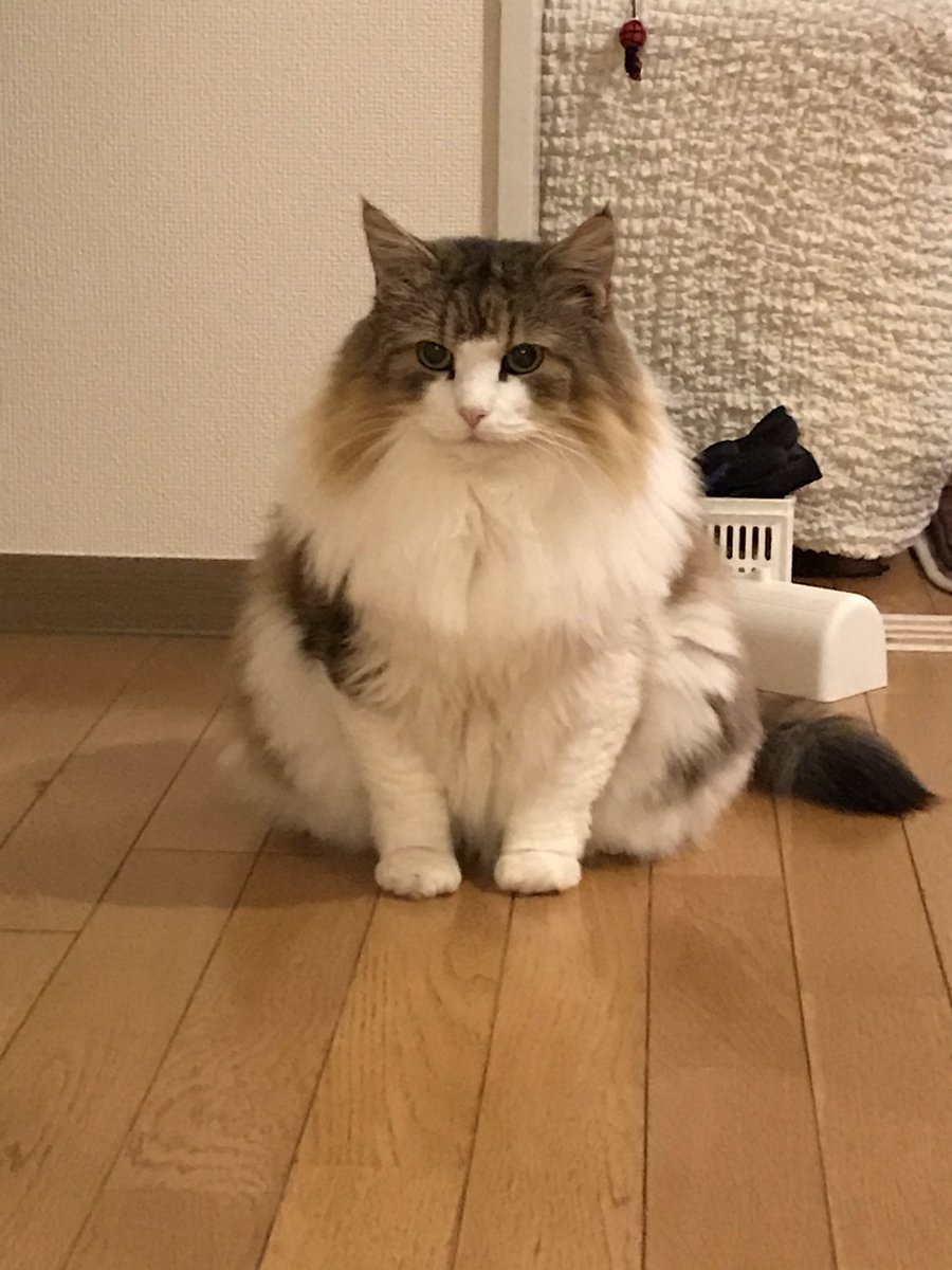 8kgの猫さんを見たお母さん こぢんまりしてるわ モッフモフなお姿でちまっと座るご様子がかわいい 大型種だから Togetter