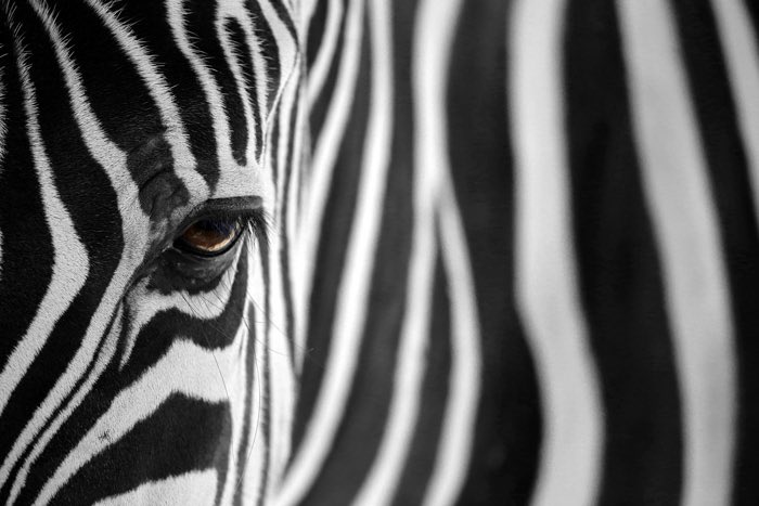 alinag2002's tweet photo. Zebra https://t.co/DXkWDSPQlu