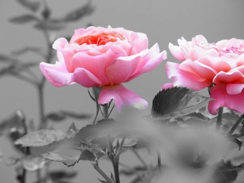 🍁🌼MARIS🌼🍁 tweet media