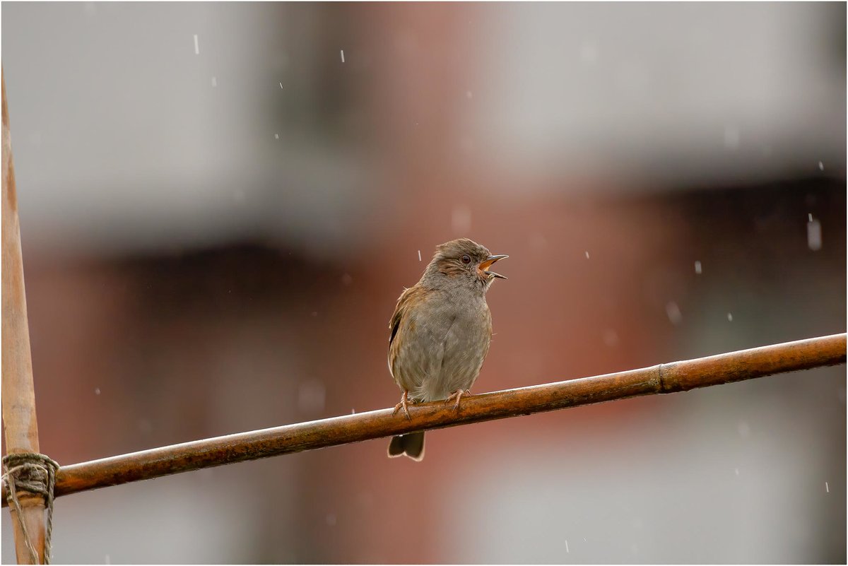 Actual singing in the rain at <a href="/NQGrowboxes/">NQ Growboxes</a> last week starring one of the resident Dunnocks and @RL_Morris Sweet Pea frame!