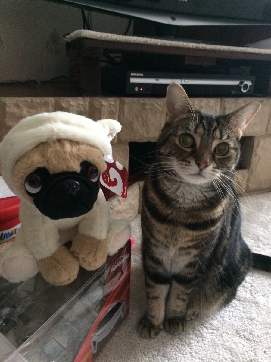 QueenSmokeyJoe1's tweet photo. The humans went out for the day and came back with this, they apparently “won” it.

Tried ignoring it to assert my authority but it didn’t seem bothered so I tried talking to it.

Had no response as of yet. I’ll keep you posted #CatsOfTwitter #TabbyTroop #CatsOnTwitter #cats https://t.co/XkUaODdr5T
