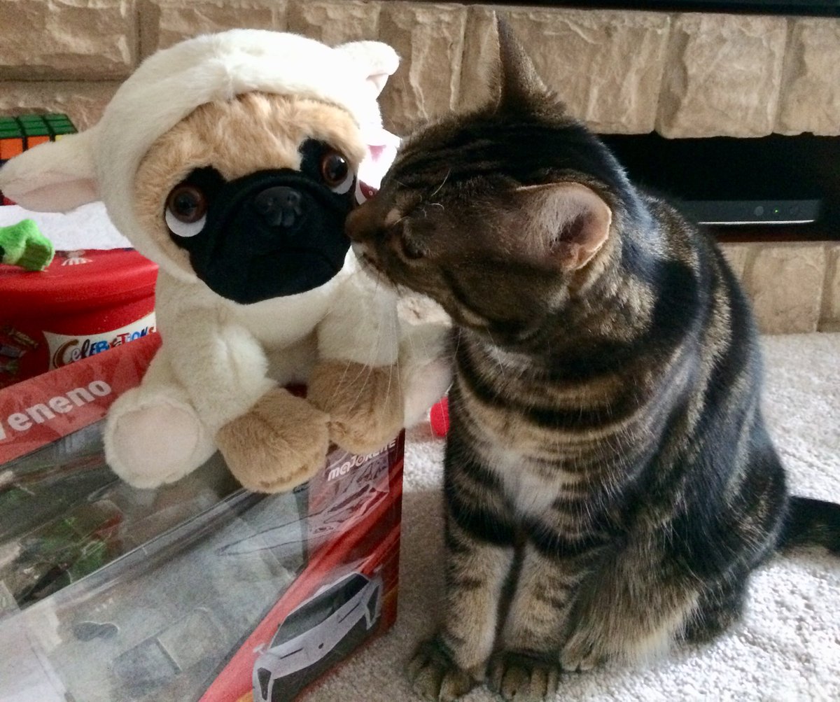 QueenSmokeyJoe1's tweet photo. The humans went out for the day and came back with this, they apparently “won” it.

Tried ignoring it to assert my authority but it didn’t seem bothered so I tried talking to it.

Had no response as of yet. I’ll keep you posted #CatsOfTwitter #TabbyTroop #CatsOnTwitter #cats https://t.co/XkUaODdr5T