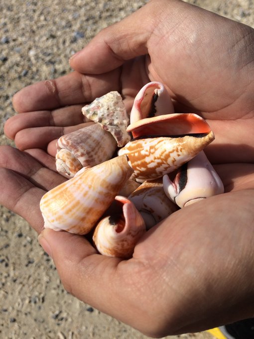 イモガイのtwitterイラスト検索結果