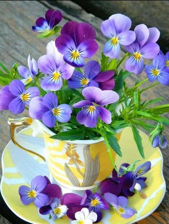 🍁🌼MARIS🌼🍁 tweet media