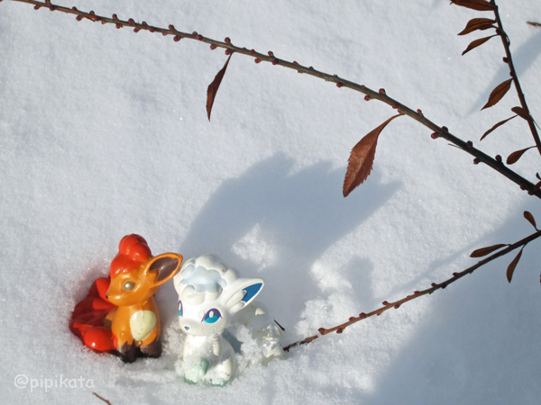ট ইট র Pikata ちょっと前に撮ったのですが雪の中のロコン アローラロコンです ポケモン野外撮影 リアルポケモンスナップ ポケモン写真
