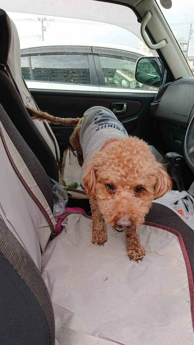 16kuni's tweet photo. 実家の犬が行方不明になってしまいました。

2/20 福島県郡山市のカインズホーム富田店付近で、はぐれてしまったそうです。
黄色の服を着たトイプードルです。
心当たりのある方はご連絡下さい。

 #トイプードル #迷子 #迷い犬 https://t.co/chGS6fJ2XY